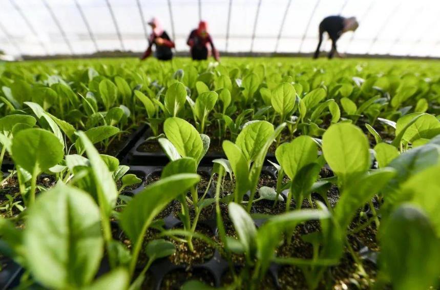 植物源有機肥日益受歡迎，它為啥就比雞糞好？